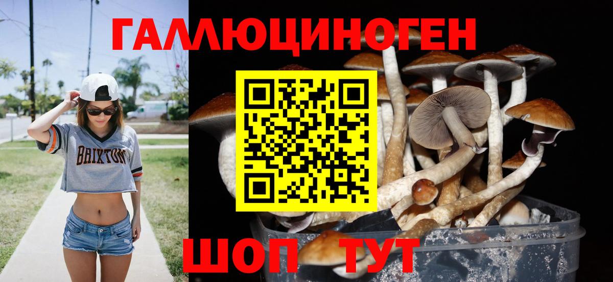 Псилоцибиновые грибы Psilocybine cubensis Всеволожск